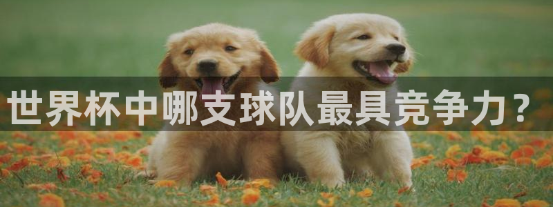 世界杯预选赛赛程表:世界杯中哪支球队最具竞争力?